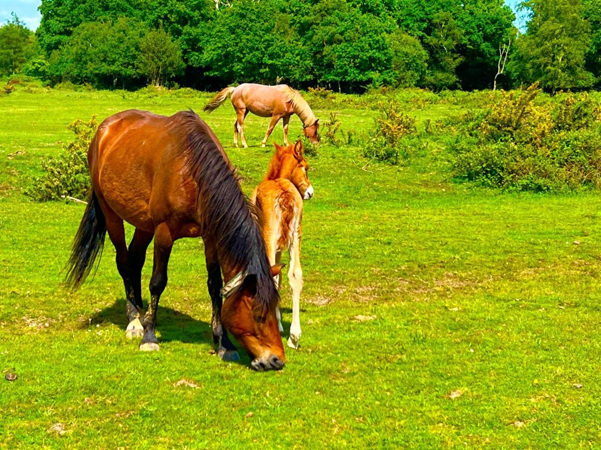 Jungle Lodge Lymington Eksteriør bilde